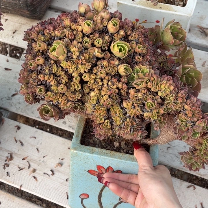 多肉葡萄多水果葡萄也要