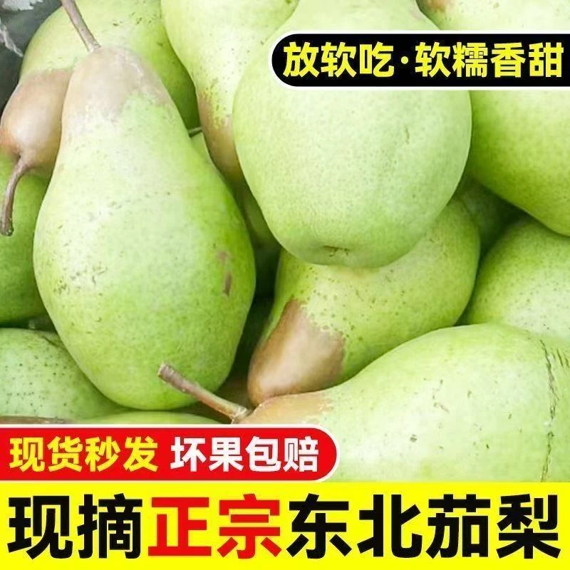 茄梨东北特产新鲜应季水果香甜软糯多汁大头梨（青果发货）可放软吃