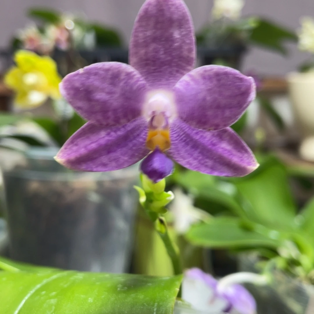 完全开放19叶瑕花期不保