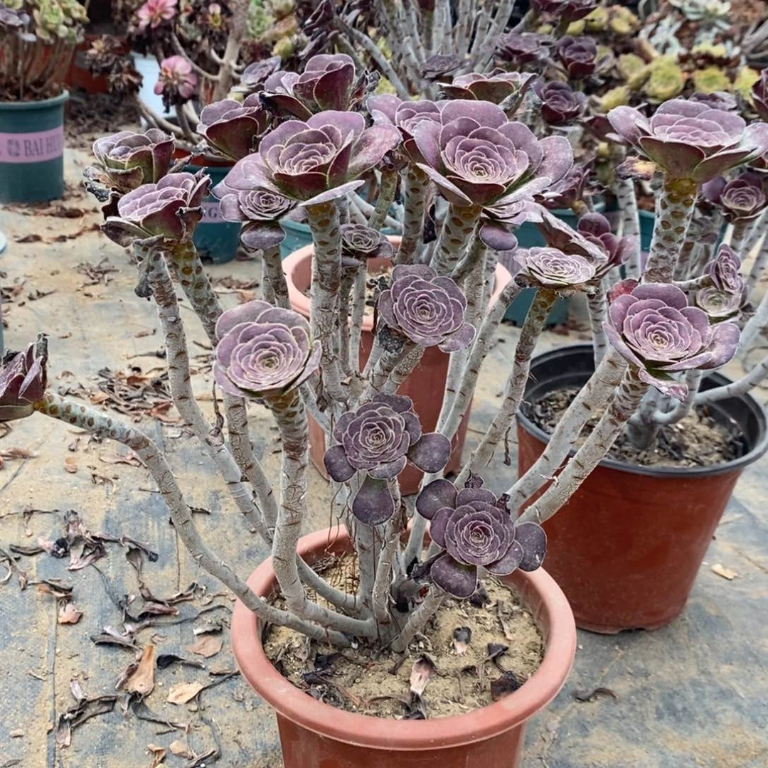 圆叶多肉植物023