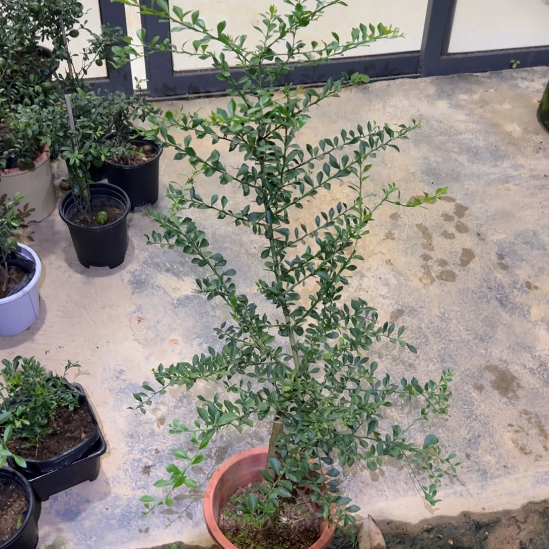 无花朵手指香槟盆栽