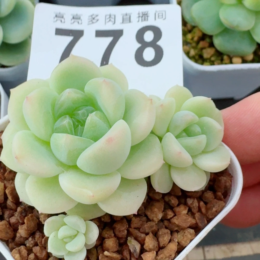 白财            精美多肉植物