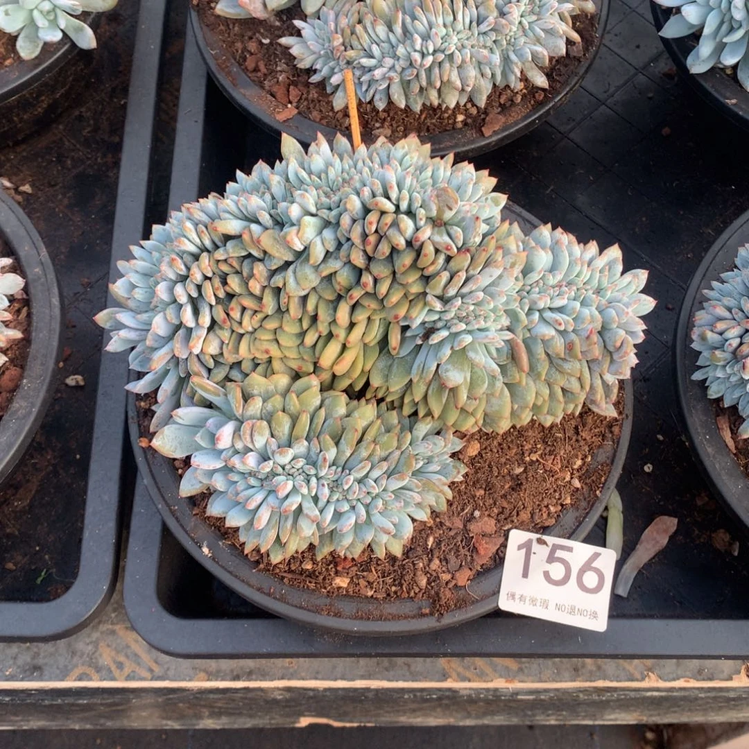 156橙子缀化多肉植物