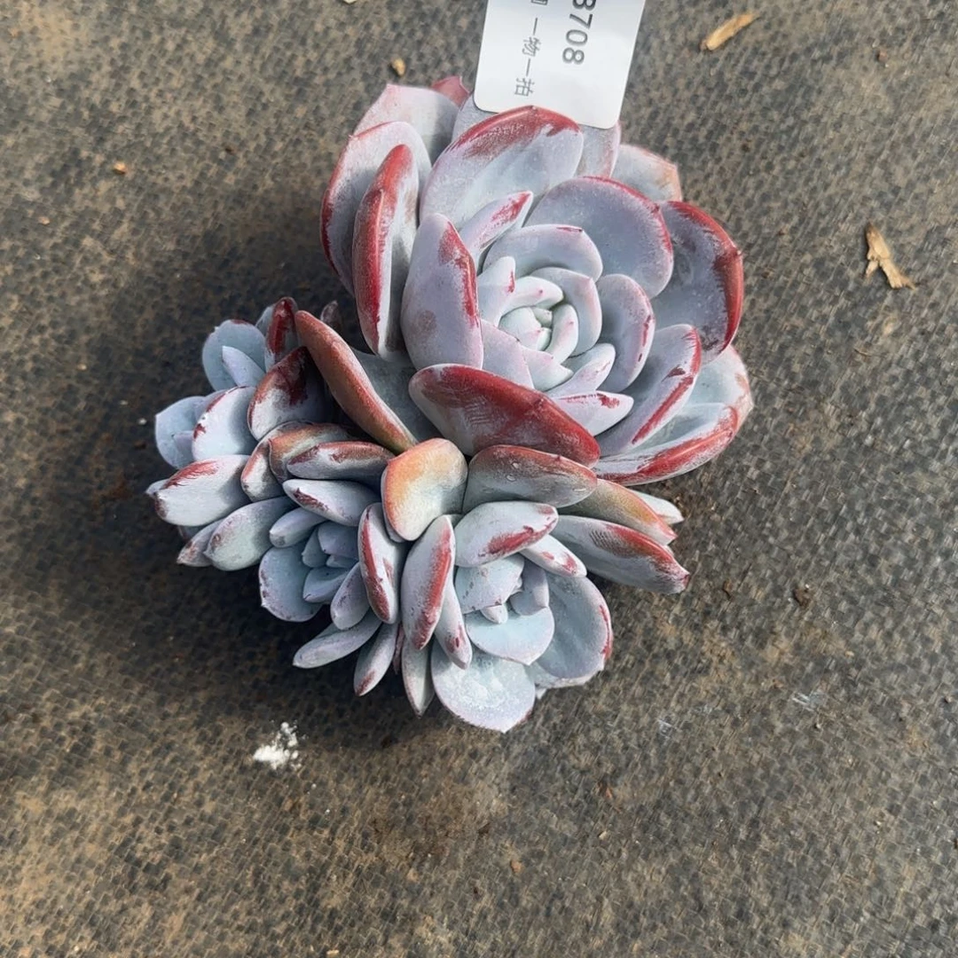 卷***rB708奶茶小4头