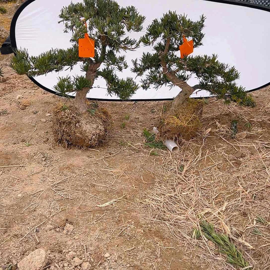 中**头小叶雀舌罗汉松