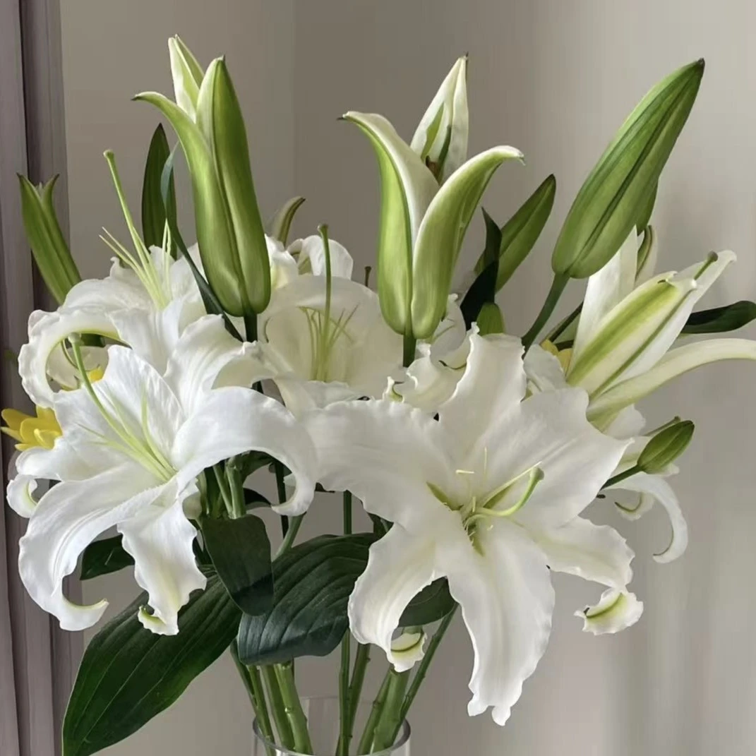 香水单瓣百合西伯利亚5枝鲜花百合花sr花束