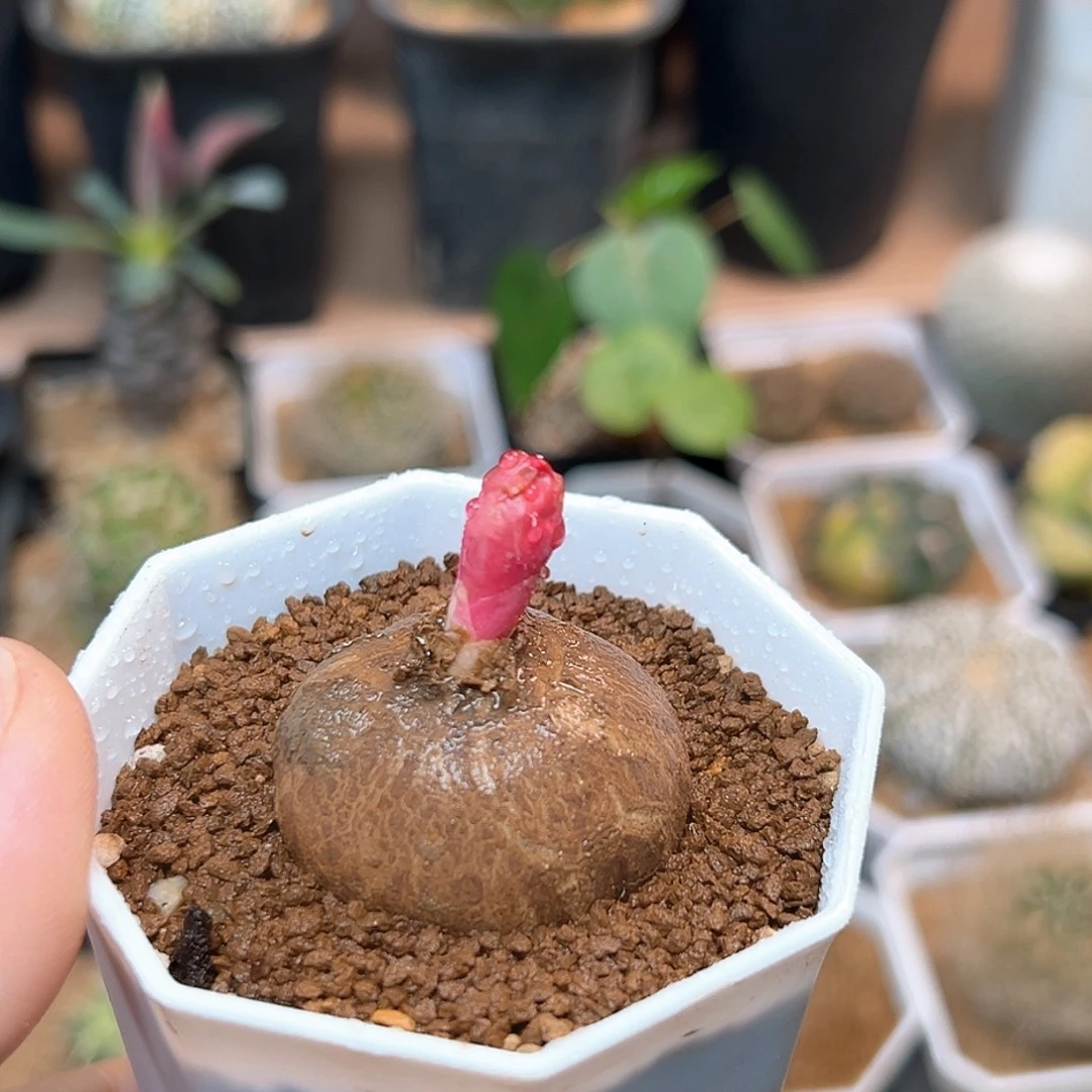 无花朵玫瑰大戟实生球一颗3.7