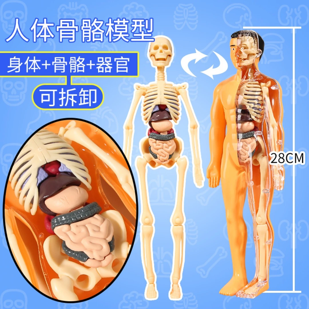 新款DIY人体器官骨骼模型可拼装拆卸医学解刨3D立体儿童科教玩具