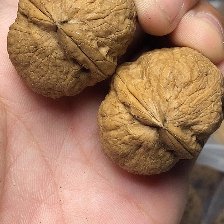 把件文玩核桃云南铁核桃51