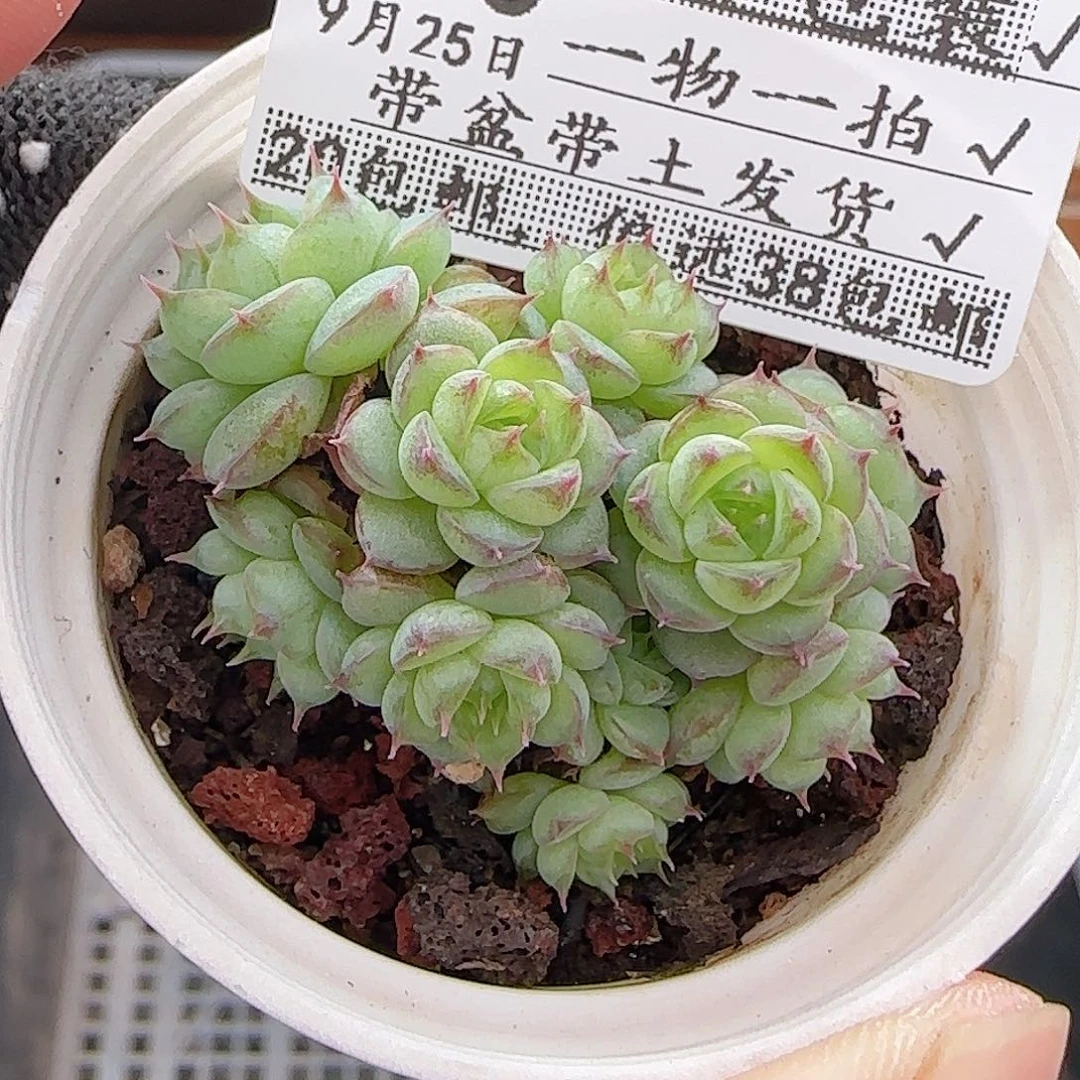 多肉0925--193虞姬