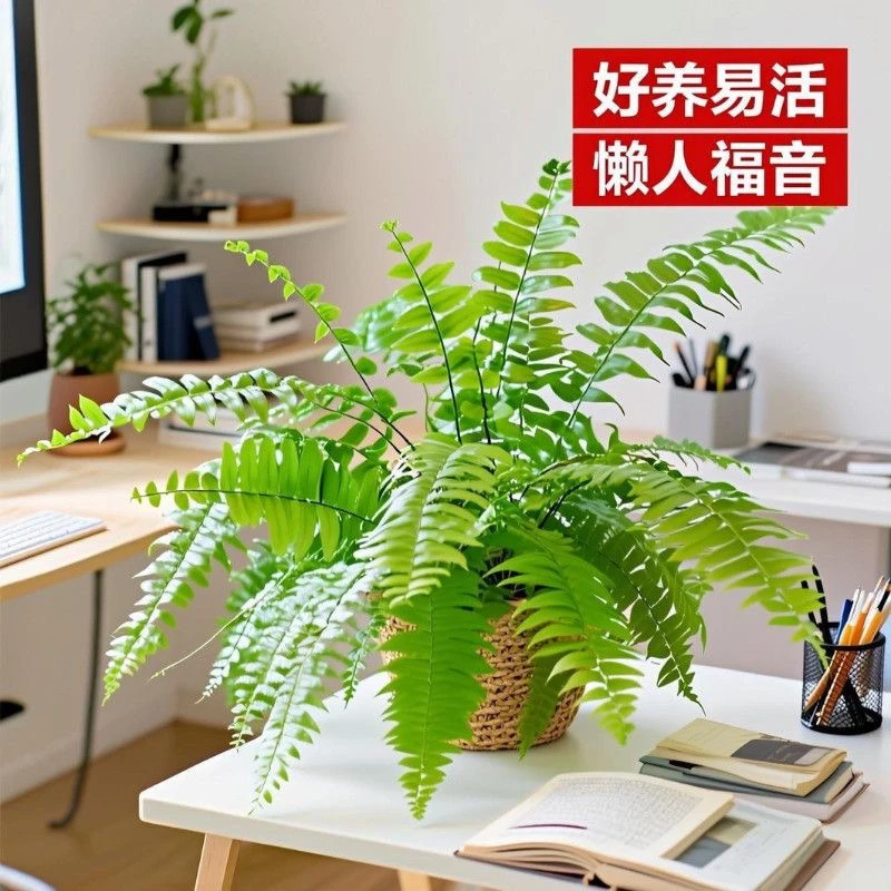 霸王蕨室内耐阴好养四季常青的垂藤观叶植物