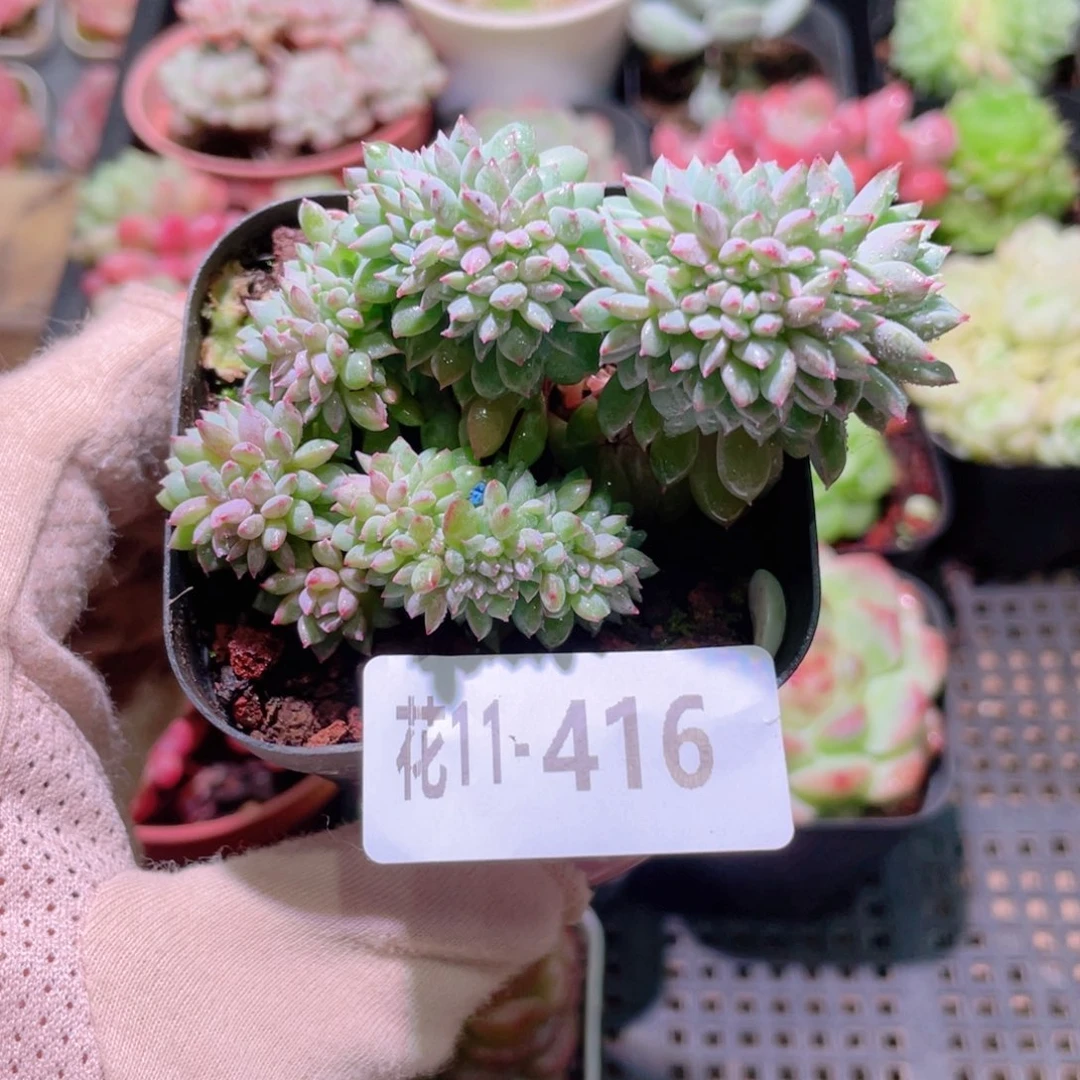 花利美11-416莱恩小精灵缀化