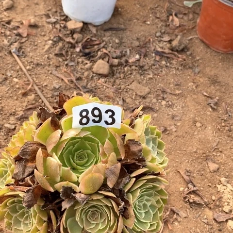 俸***英花月夜法师多肉植物893