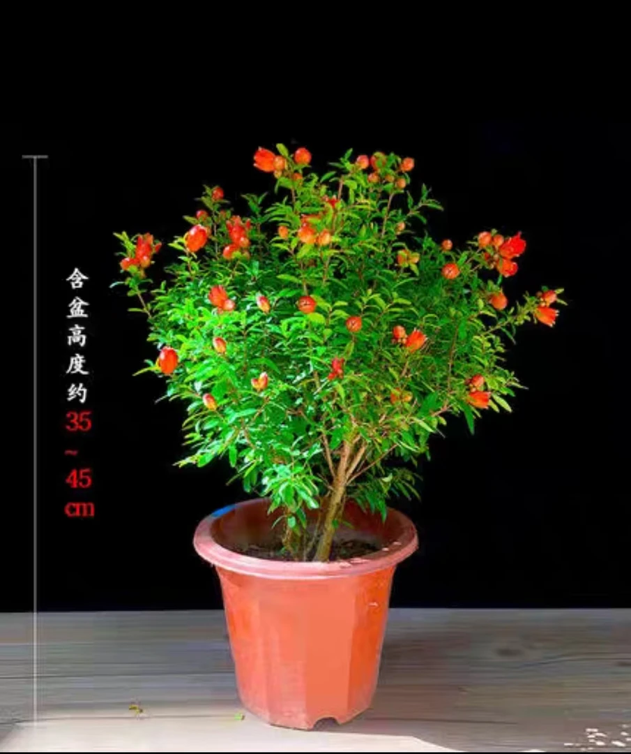 盆栽室内室外四季开花重瓣阳台观赏花带花苞发货花卉绿植耐寒耐热