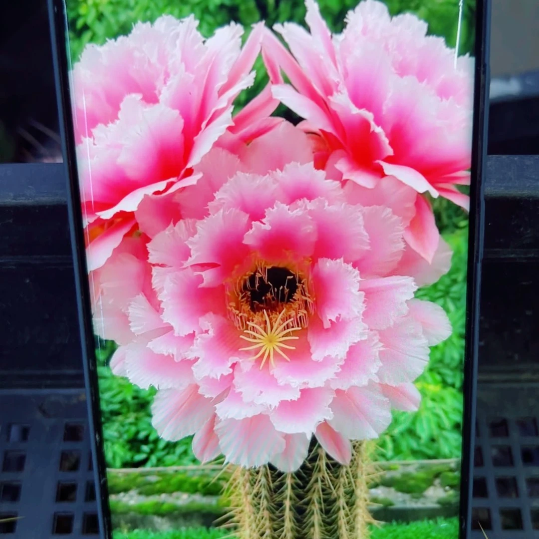 下19毛大仙女 歪无根侧芽4公分左右20包邮