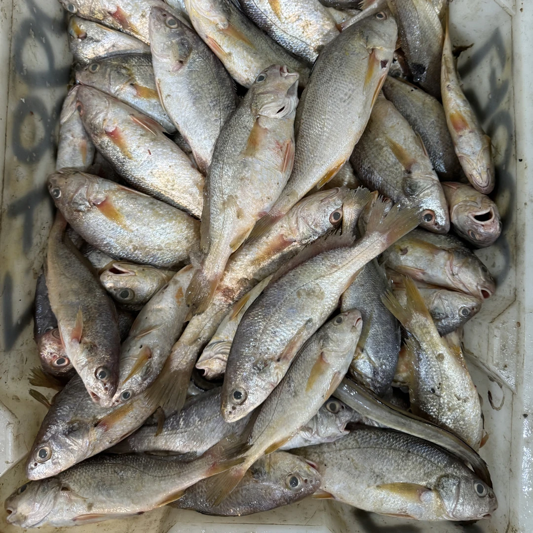 连云港海捕 黄姑鱼10斤（一斤5到6条左右，里面有个别白姑鱼）