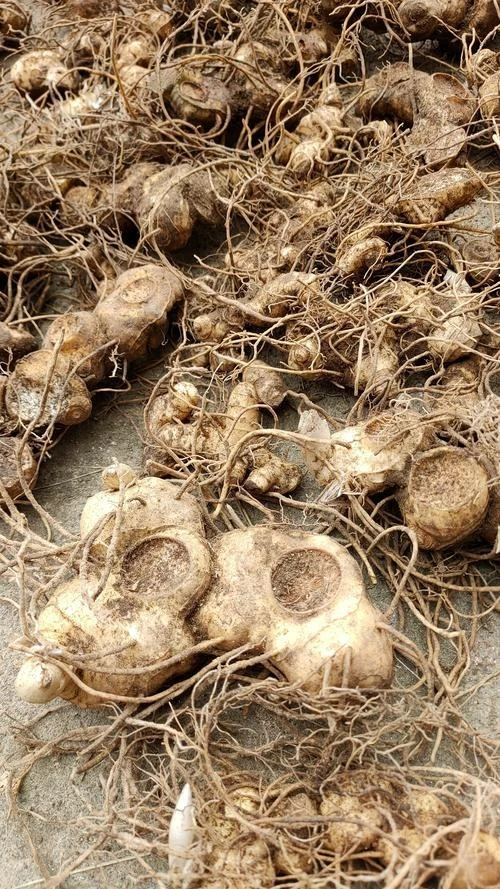 新鲜多花黄精姜形鸡头黄精黄鸡菜笔管菜生鸡爪参