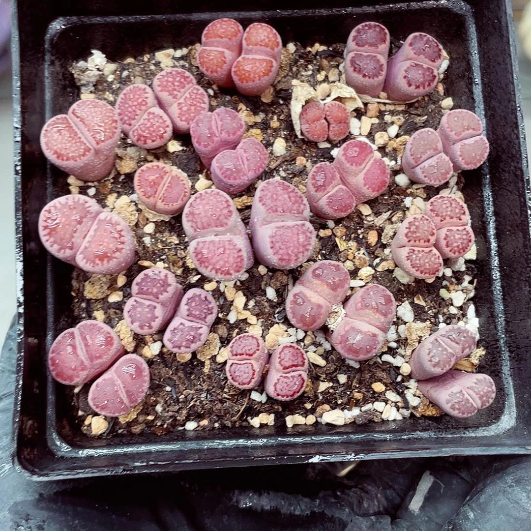 生石花满18包邮0922-42