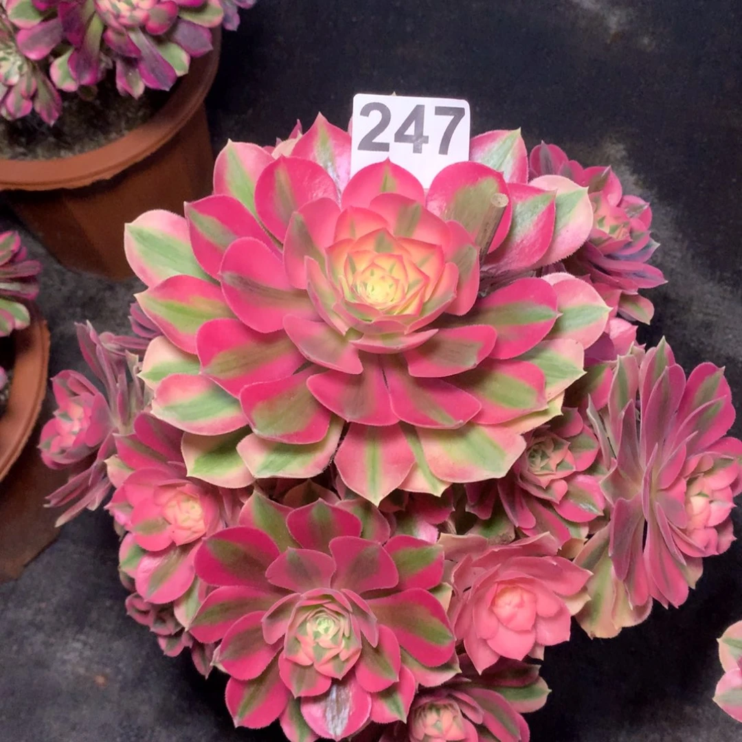 岁***好粉女巫247法师多肉植物300000