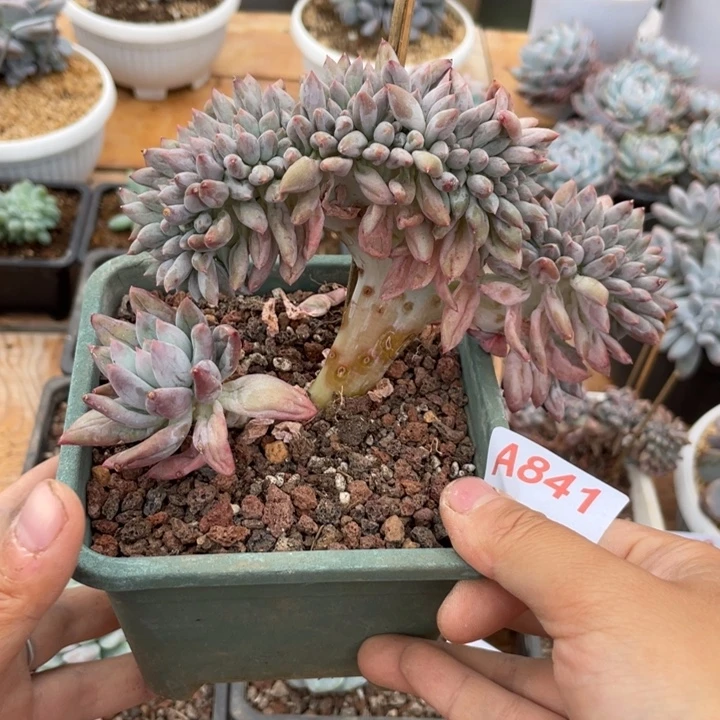 一***1哈哈哈哈哈哈哈哈841