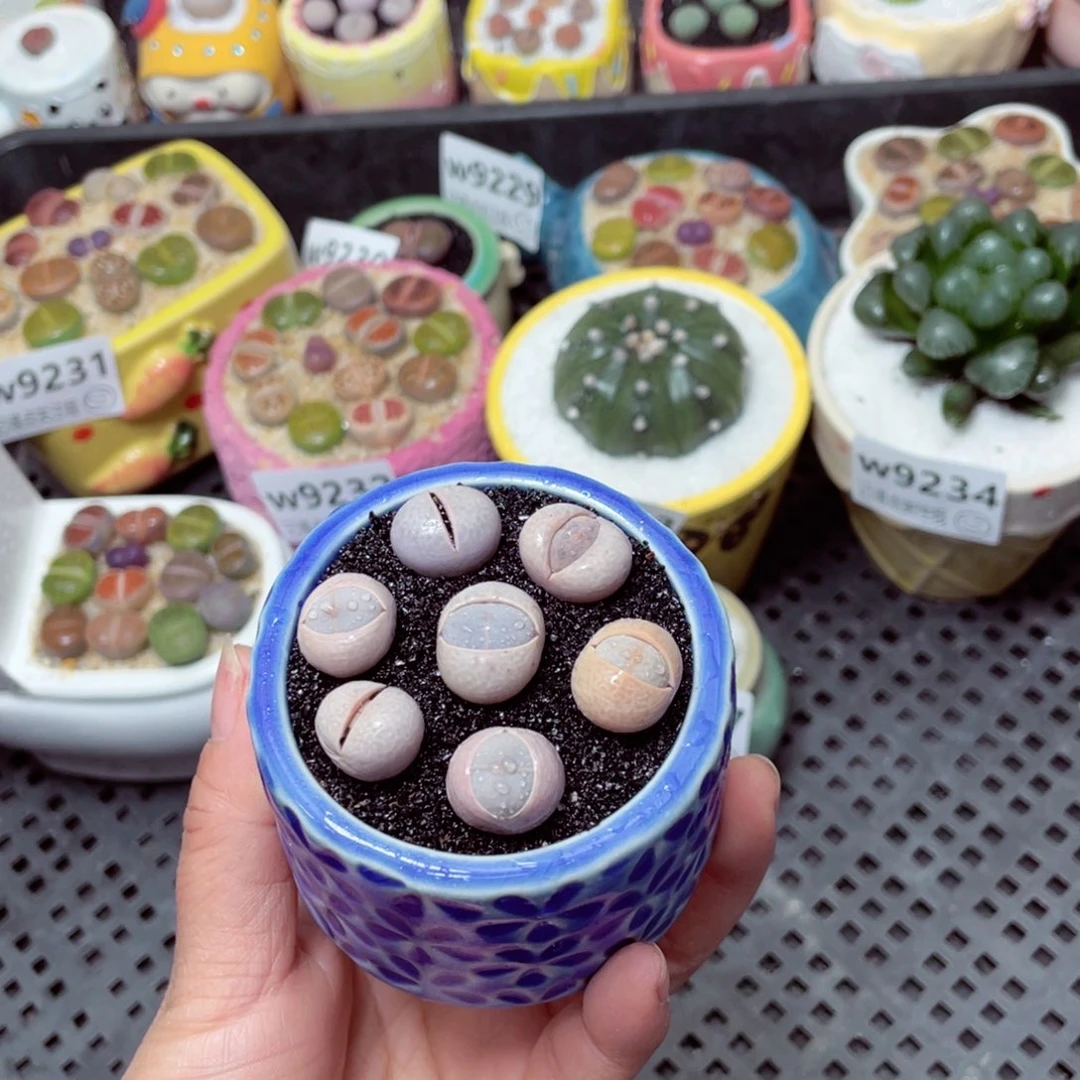 w9238 零下地区拍保温箱 -15支持寄养