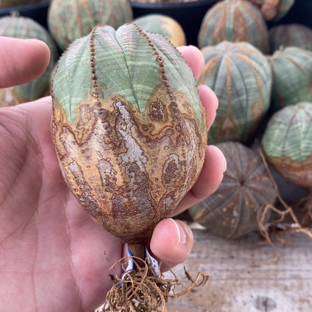 17 欧系实生布纹球多肉植物