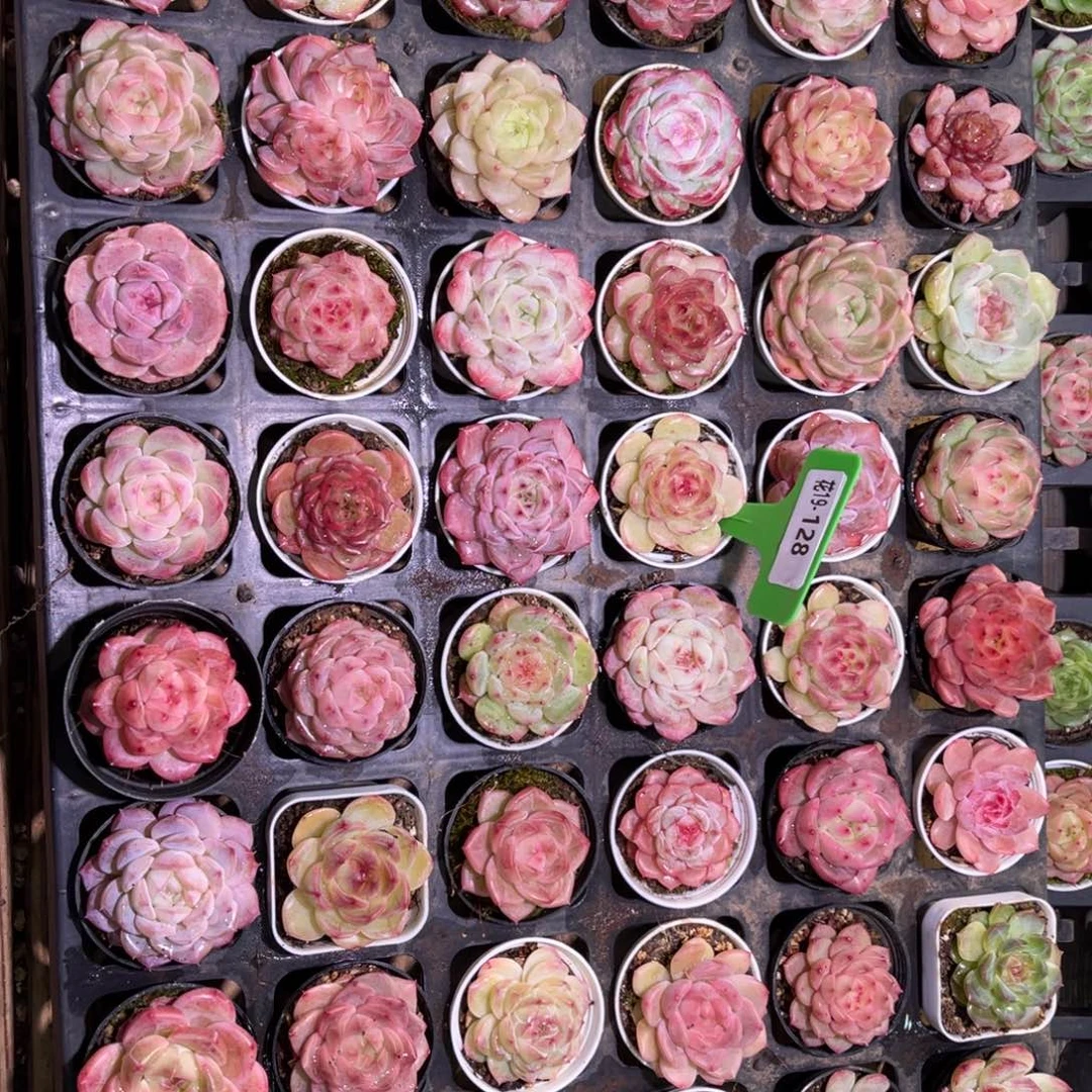 花19-128组合48颗含盆土