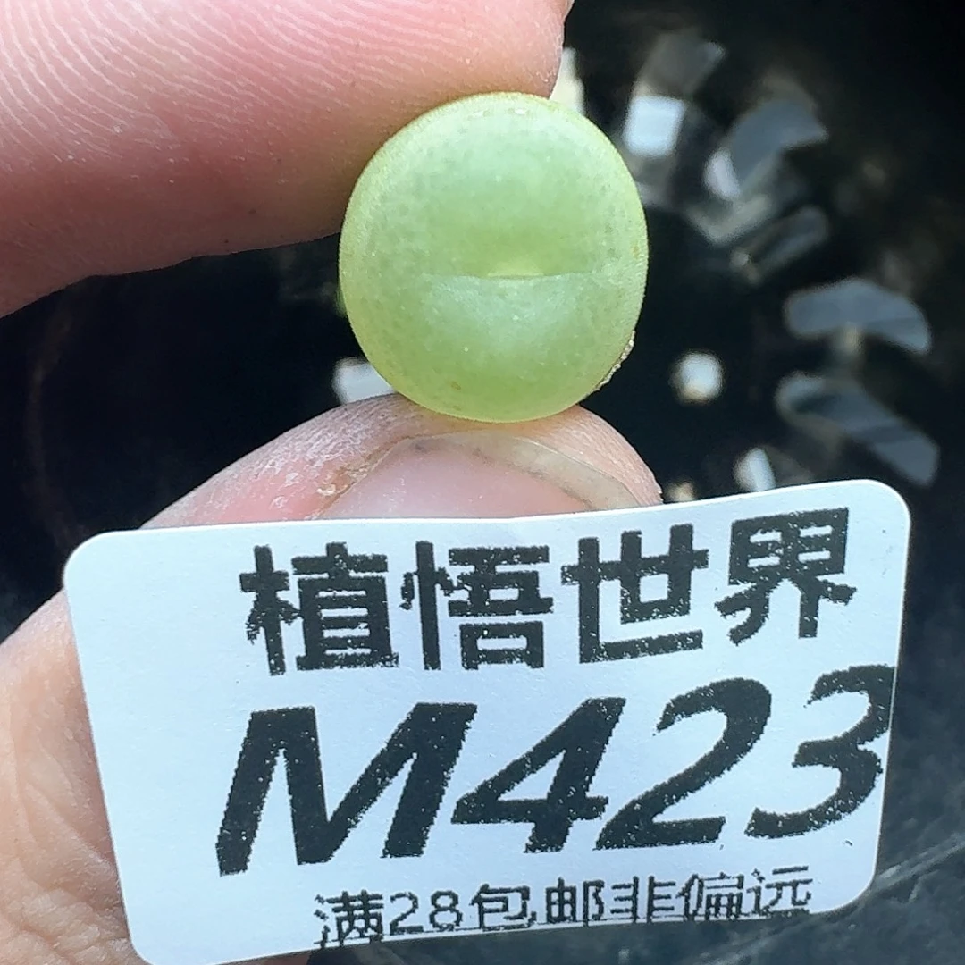 多肉植物的润泽法