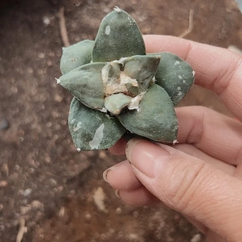 1051处理嫁接的仙人球