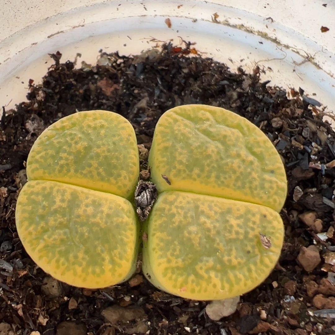 405多肉植物百科植物
