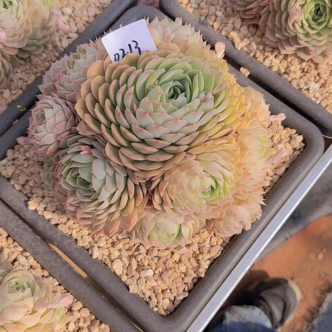 黄*娘0213昂斯诺多肉植物