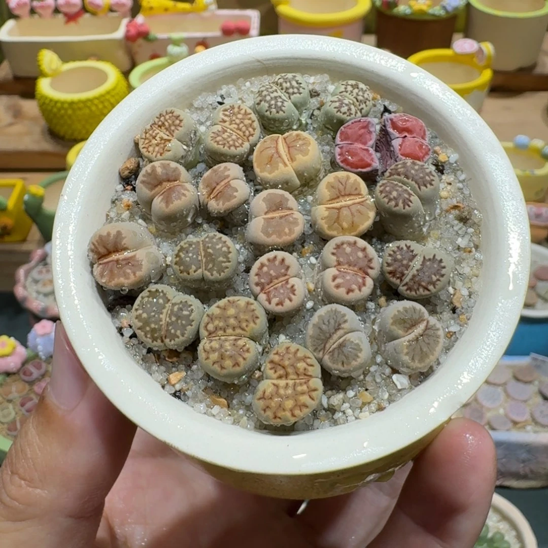 蘑菇1130彩拼多肉植物