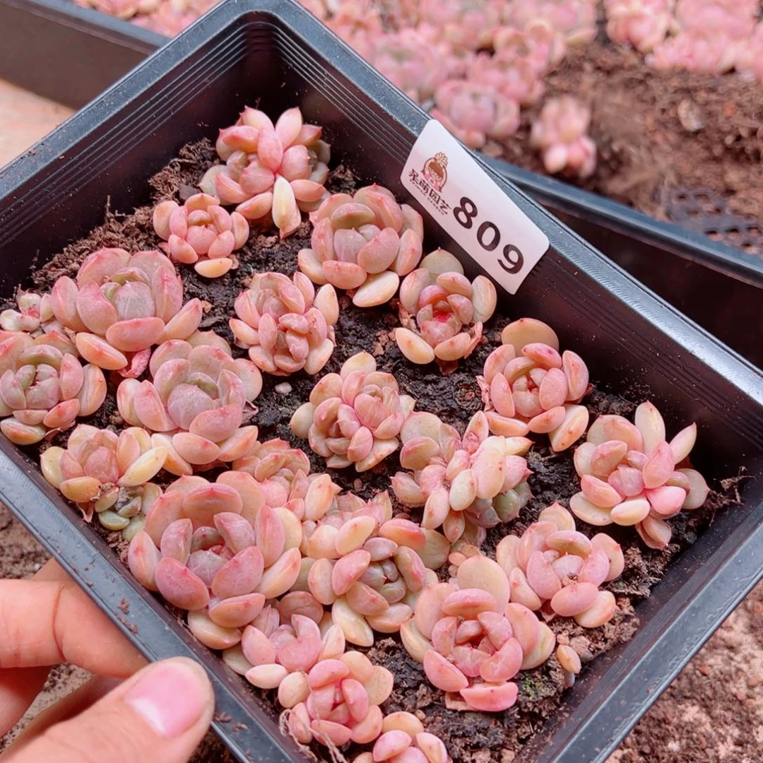 粒***粒多肉植物多肉植物