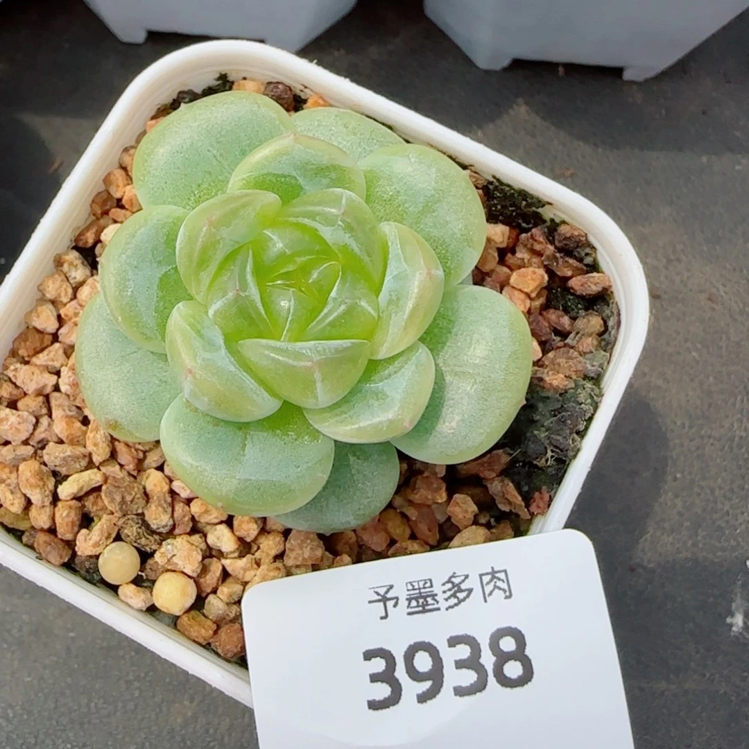 绿意时光，3938多肉植物