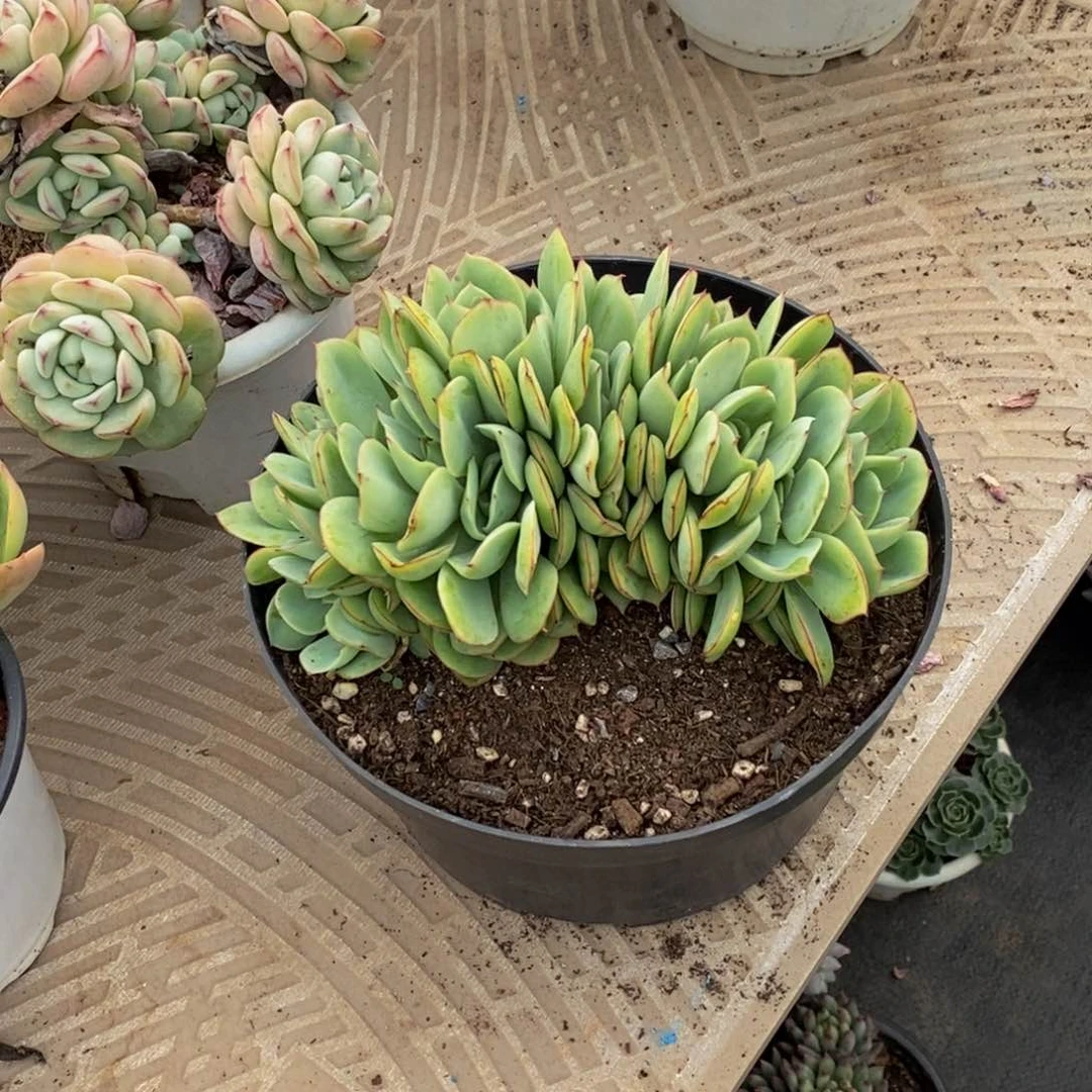 阴*天48包邮一物一拍多肉植物