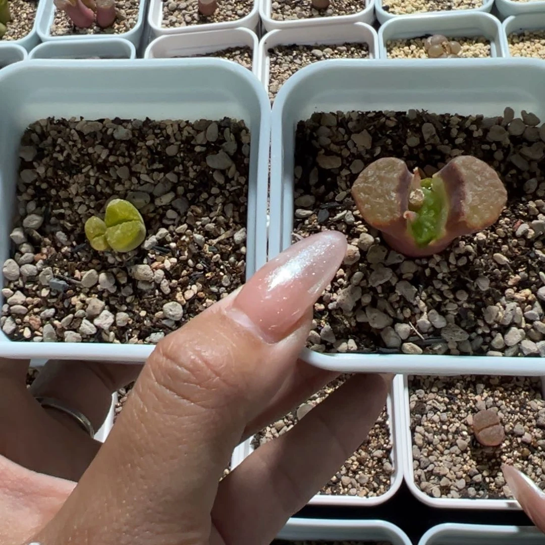 花****?雪绒花多肉多肉