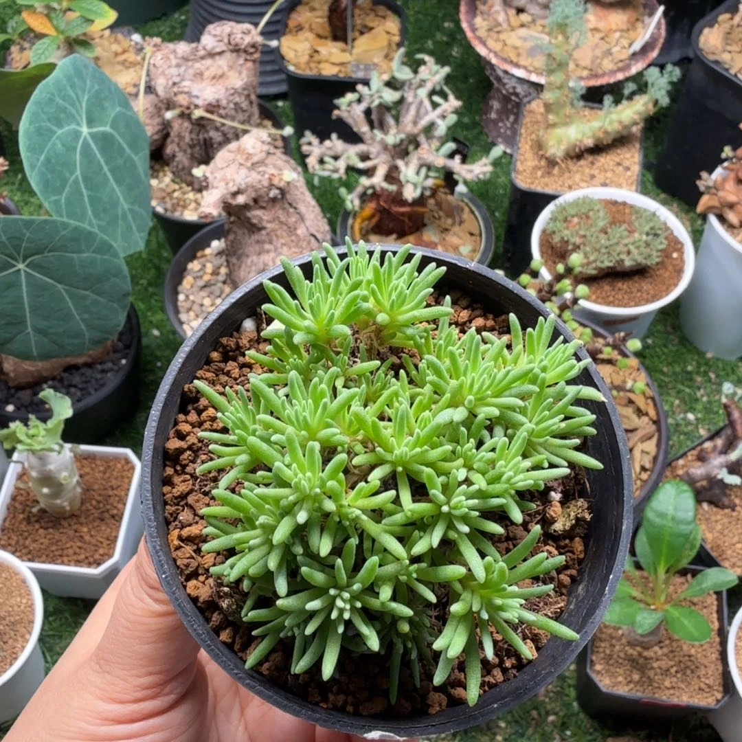 晶珊瑚403仙人掌球球