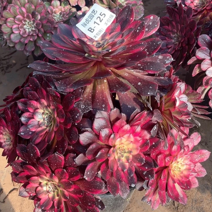 125烟花多肉法师福利不包损