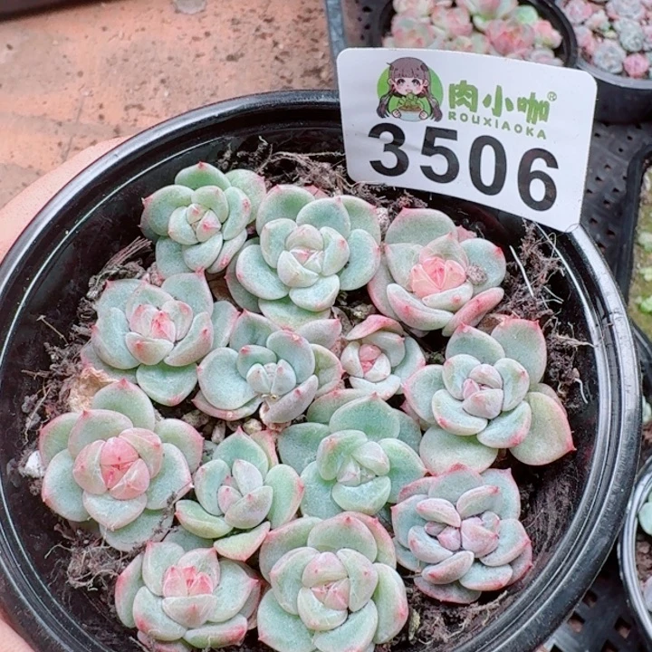 多肉植物多肉植物