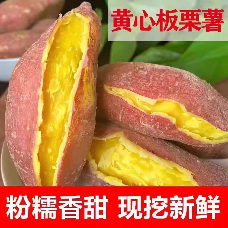 黄心板栗薯【正宗陕西沙地板栗薯】新鲜现挖小香薯桥头地瓜农家自种
