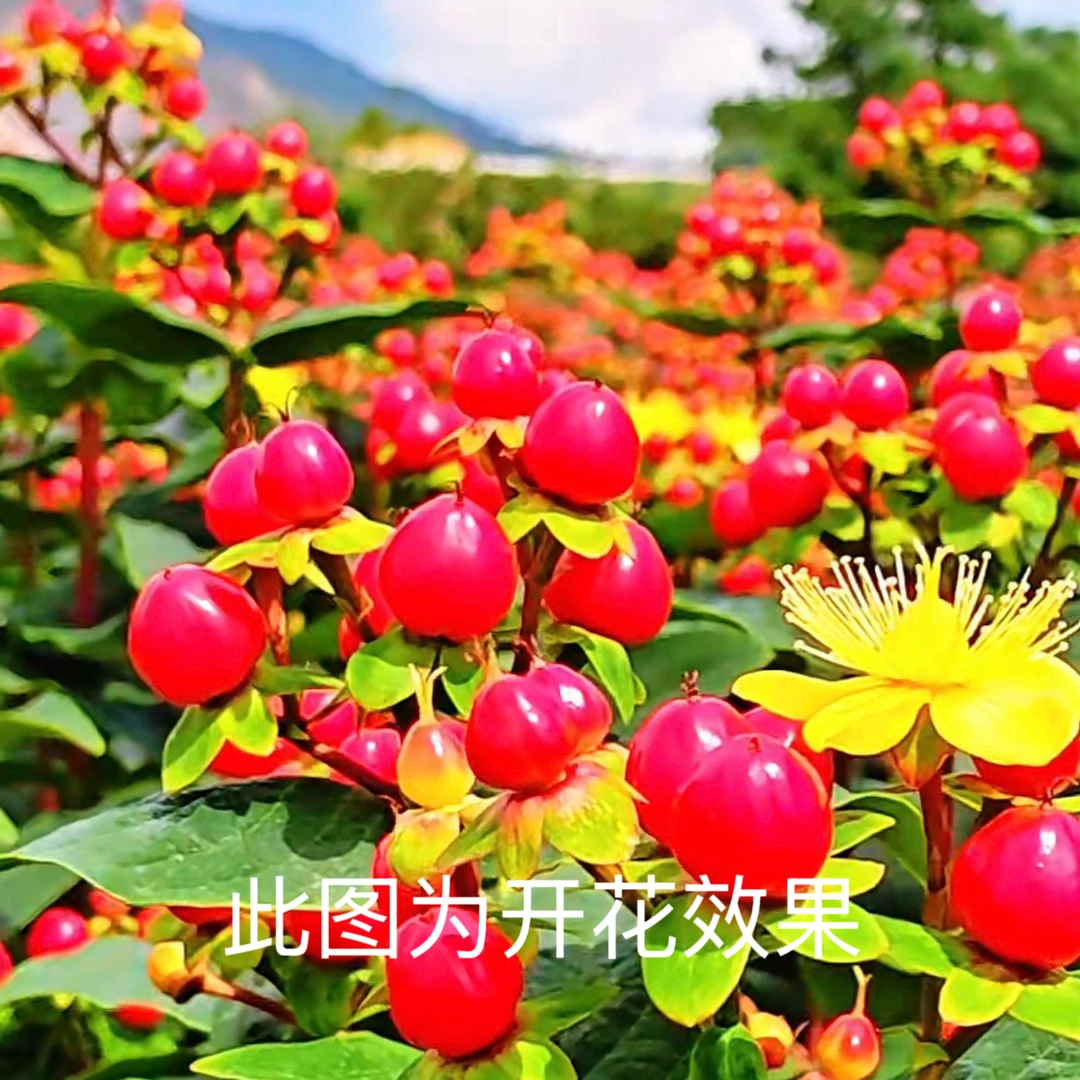 两加仑超大(火龙珠)相思豆耐高温暴晒常绿花灌木阳台庭院直立大苗