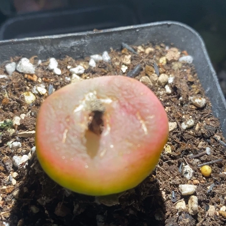 24-187有伤一个一个