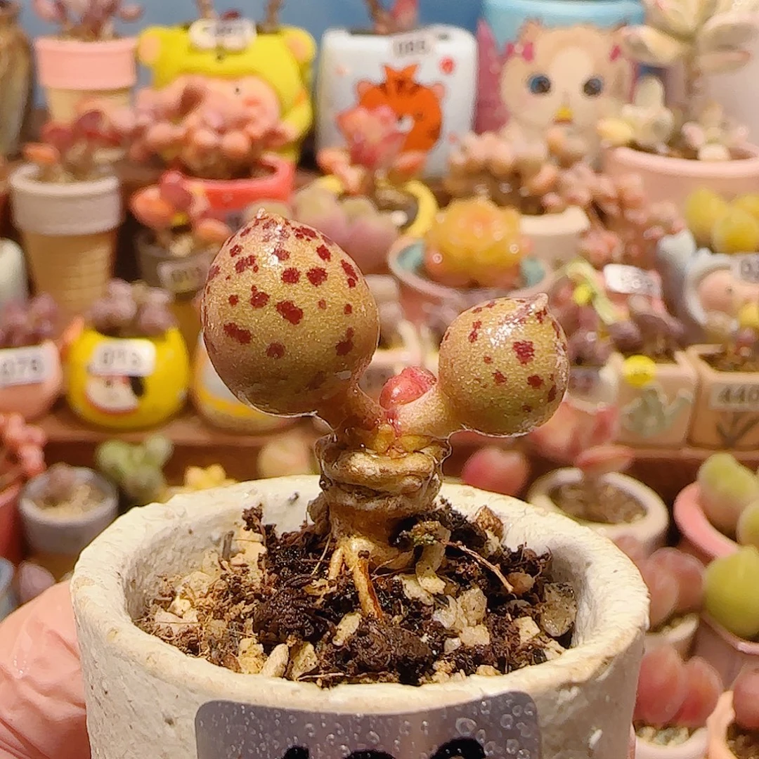 T达摩黄金海豹盆口2.5cm