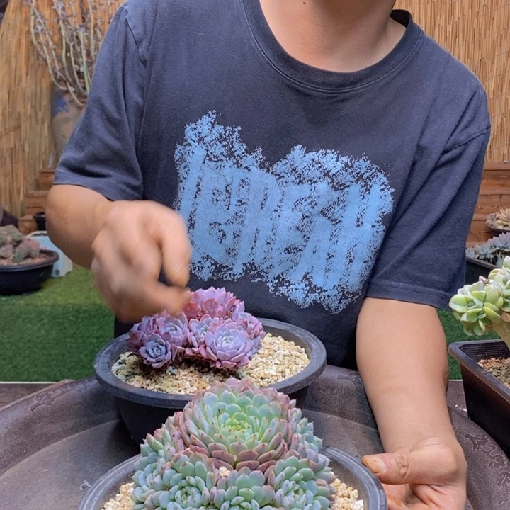 幸***好547号白胖子多肉多肉