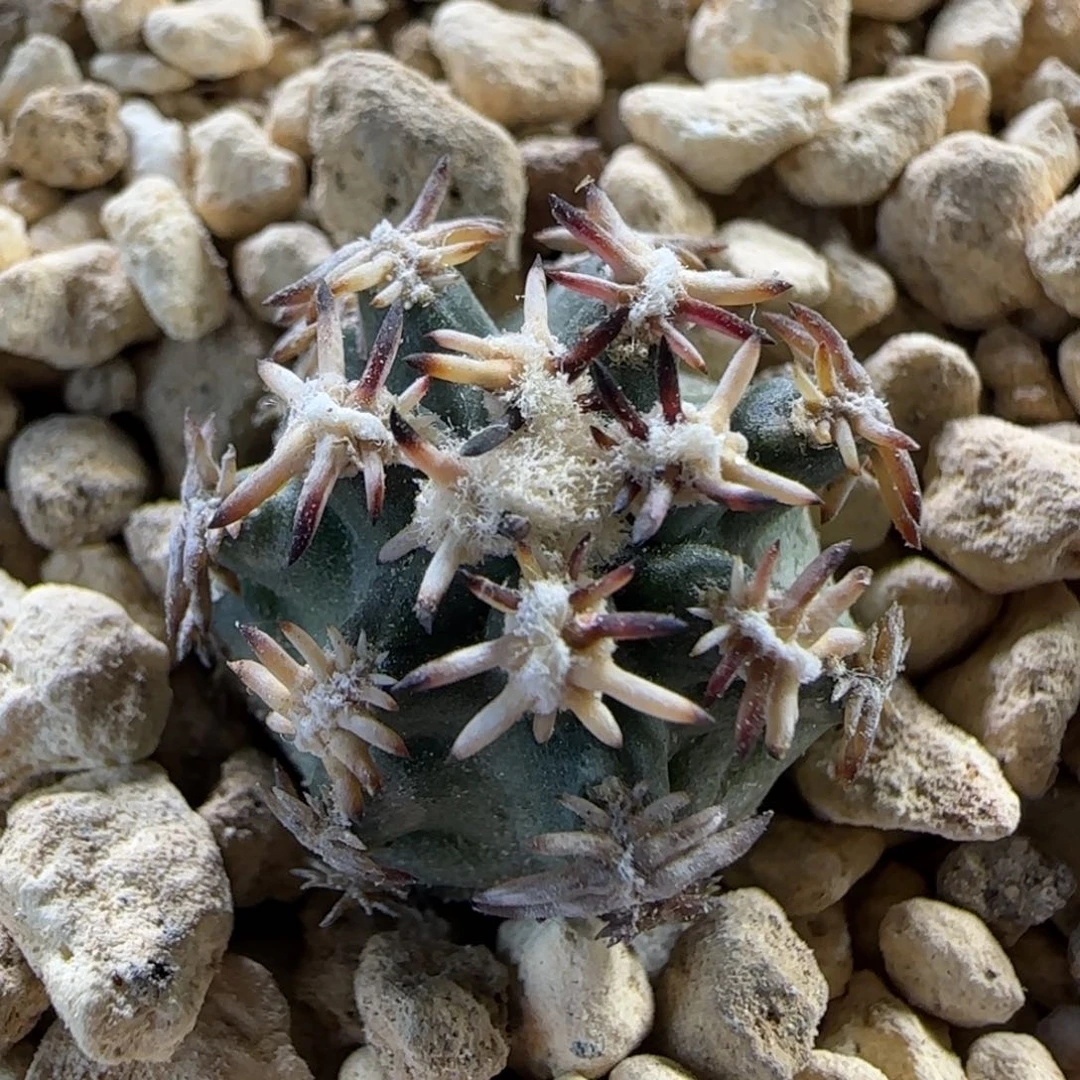 050实生短豪刺青花虾多肉1.8