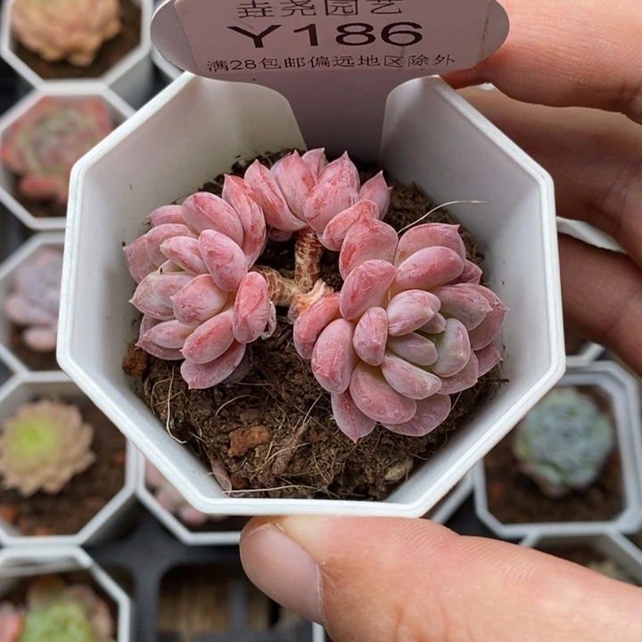 0186 水晶琥珀 5.5cm