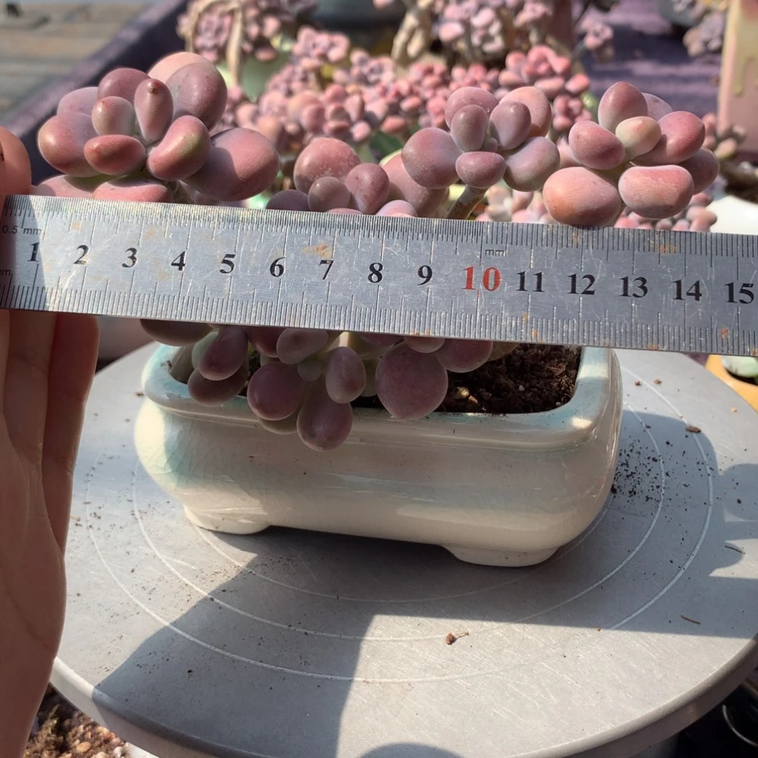 9***535号不带盆偏远地区不包邮的