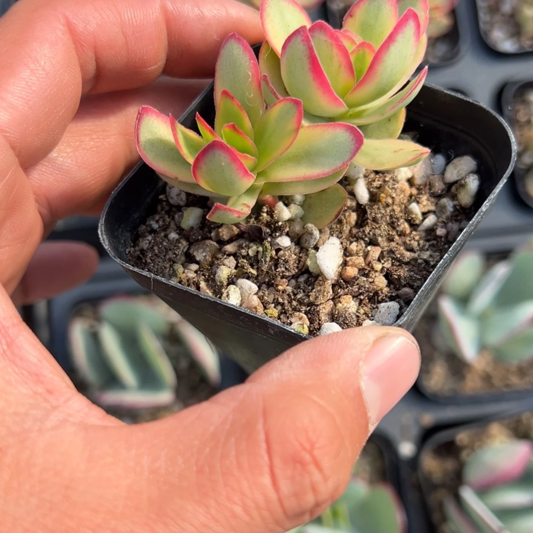 天狗之舞锦一颗量拍多肉满9.9包邮下午发