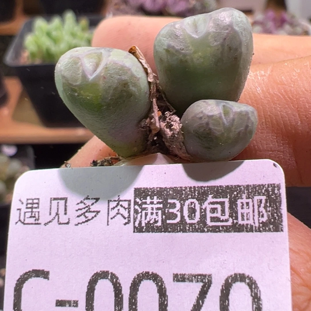多肉植物11111111111111