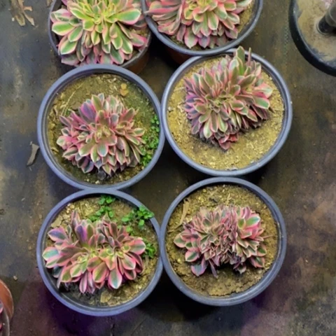 6盆多肉植物4706